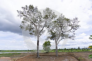 Rice field weather patterns and growing cycle through seasons Asia