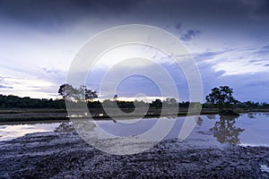 Rice field weather patterns and growing cycle through seasons Asia