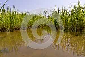 Rice field weather patterns and growing cycle through seasons Asia