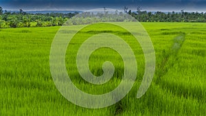 Rice field weather patterns and growing cycle through seasons Asia