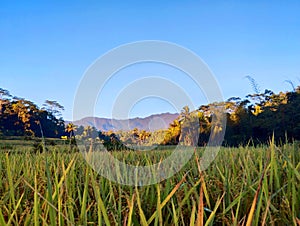 Rice field west java landscape