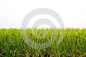 Rice field on white background
