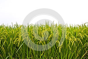 Rice field on white background