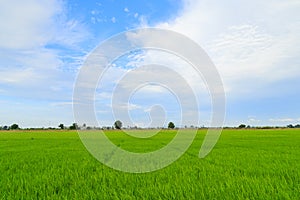 Rice field white cloud blusky
