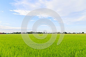 Rice field white cloud blusky