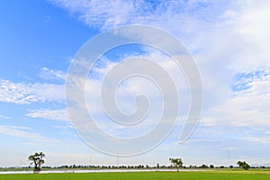 Rice field white cloud blusky