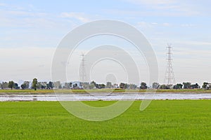 Rice field white cloud blusky