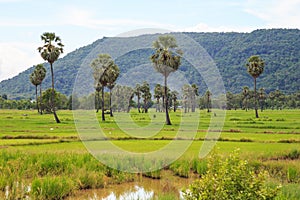 Rice field white cloud blusky