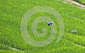 Rice field worker