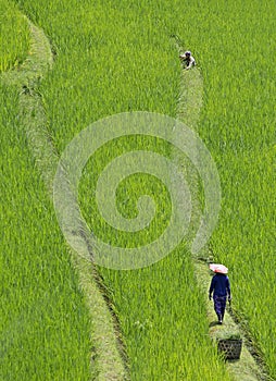 Rice field worker