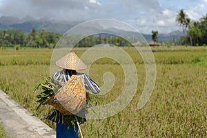 Rice field worker walking at paddy field