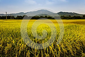 Rice field