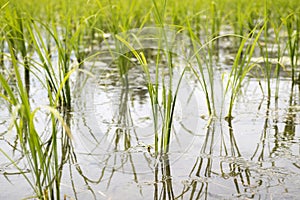 Rice field with young plants