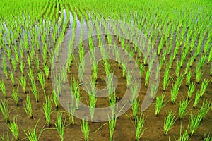 Rice field