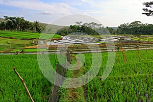 rice fields