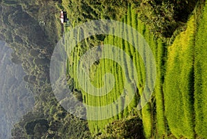 Rice Fields