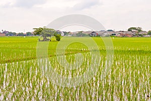 rice fields