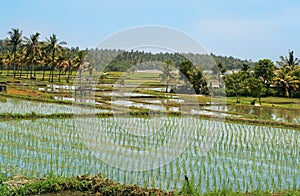 Rice fields