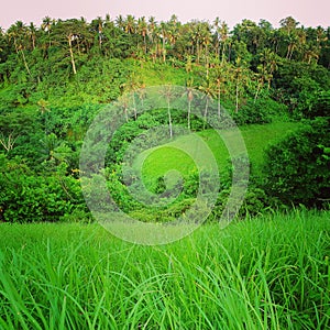 Rice fields