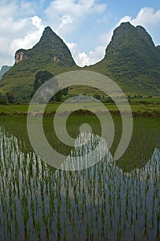 Rice fields photo