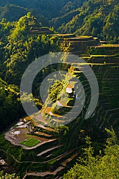 Rice fields