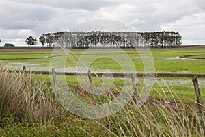 Rice fields