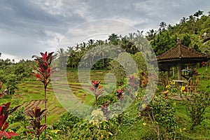 Rice fields