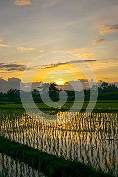 Rice fields