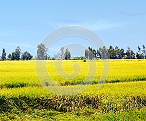 The rice fields