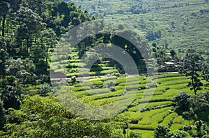 Rice Fields