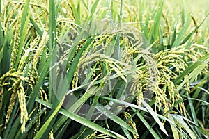 Rice fields photo