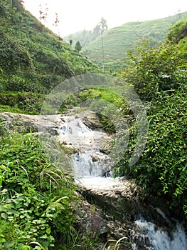 Rice fields