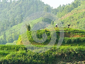 Rice fields