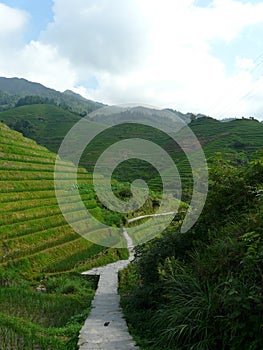 Rice fields