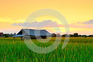 Rice fields