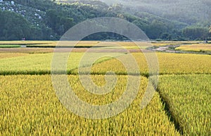 Rice fields