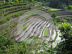 Rice fields