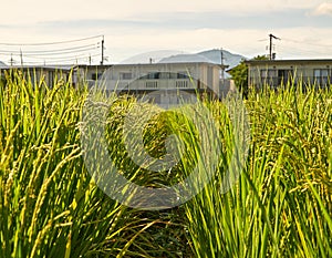 Rice Fields