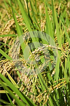 Rice Fields