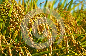 Rice Fields