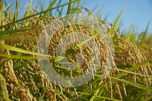 Rice Fields