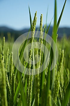 Rice Fields