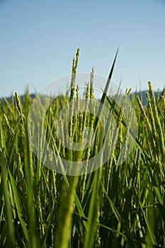 Rice Fields