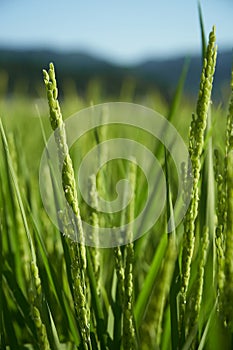 Rice Fields