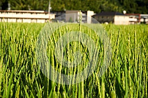 Rice Fields