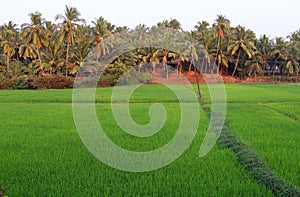 Rice fields on a background of palm grove, Goa, India