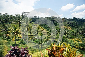 Rice Fields Bali,