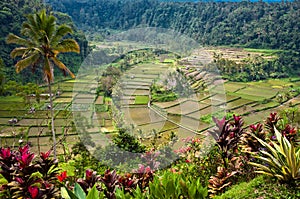 Rice Fields, Bali