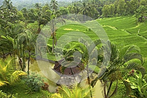 Rice Fields, Bali