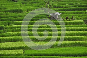 Rice fields in Bali, Indonesia Eat Pray Love